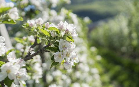Wandern im Frühling in Schenna, Südtirol Wandern im Frühling in Schenna, Südtirol