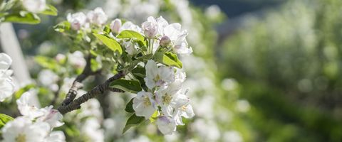 Wandern im Frühling in Schenna, Südtirol