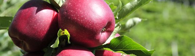 Südtiroler Apfel