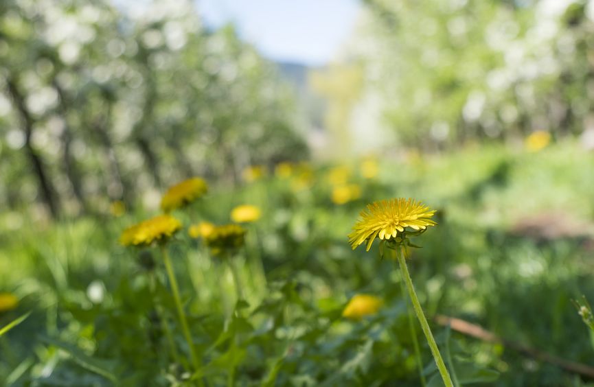 Wandern im Schenner Frühling