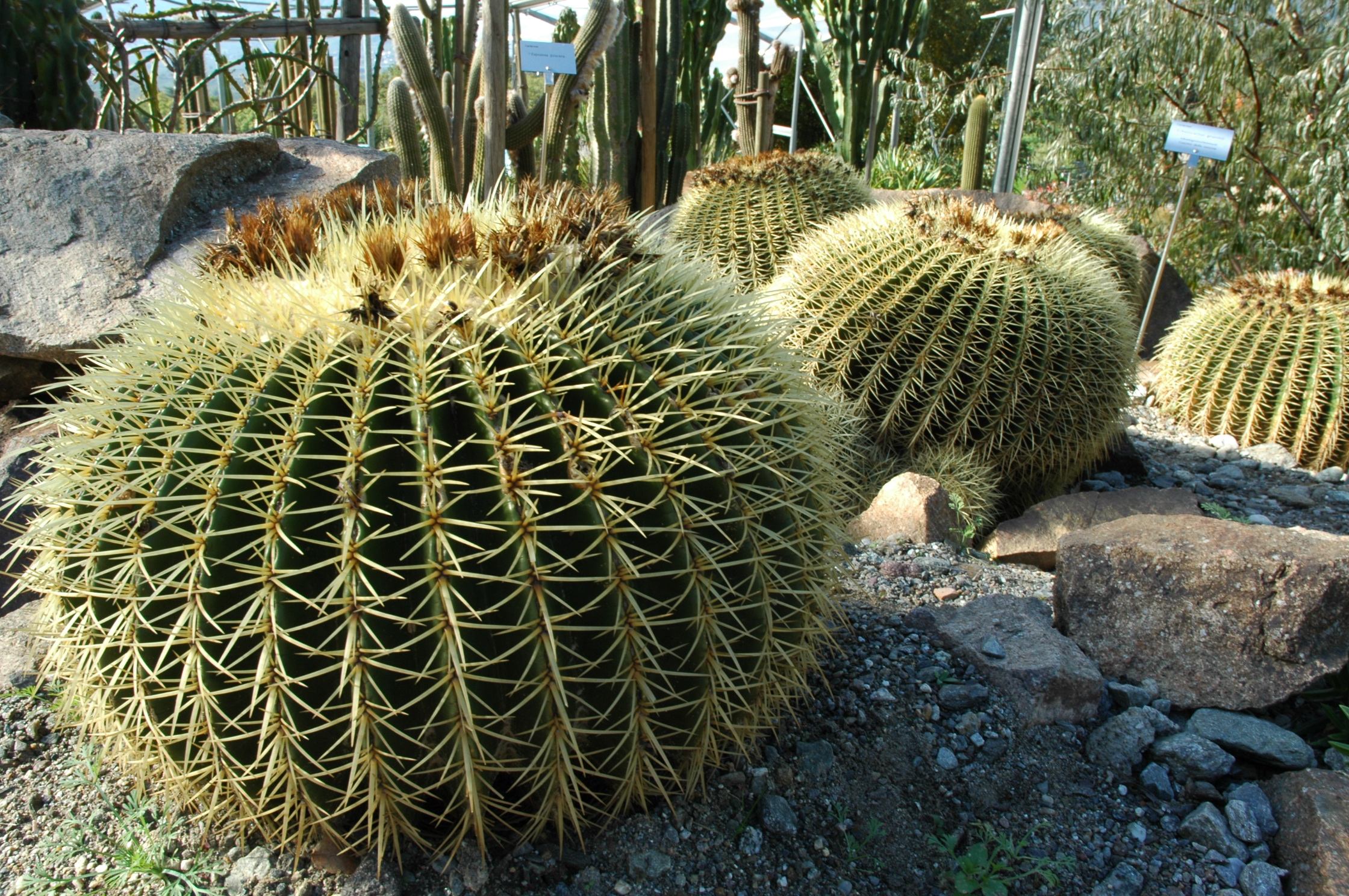 Botanischer Garten, Schloss Trauttmansdorff bei Meran, Südtirol